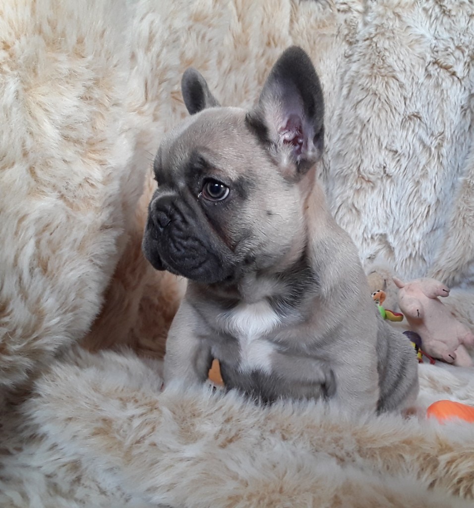 forever loving frenchies